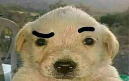 Zeni Gang